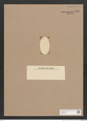 Surirella sp. (de-Toni-Nr.: Genus 53) Zeichnungen Sammlung Grunow Nr. 4839 (NHMW-BOT-W0373005)